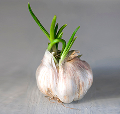 sprouting fresh garlic